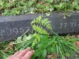 image of grave number 781370